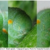 colias erate larva5 volg32